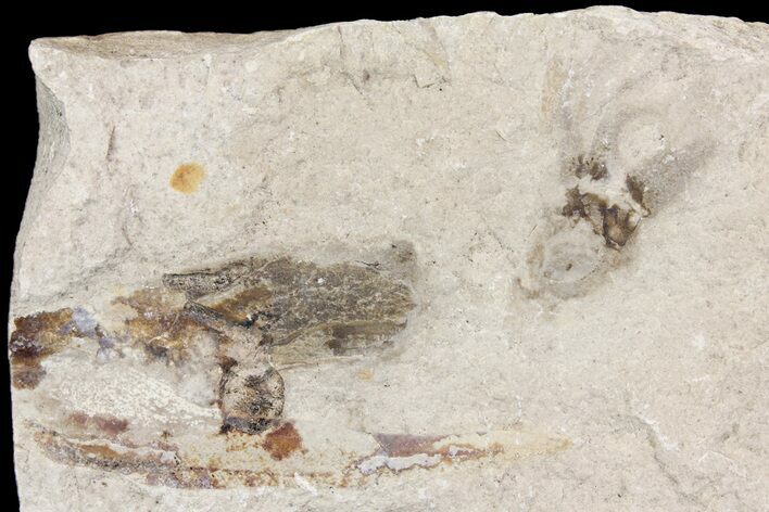 Cretaceous Fossil Squid with Ink Sac - Hakel, Lebanon #163096
